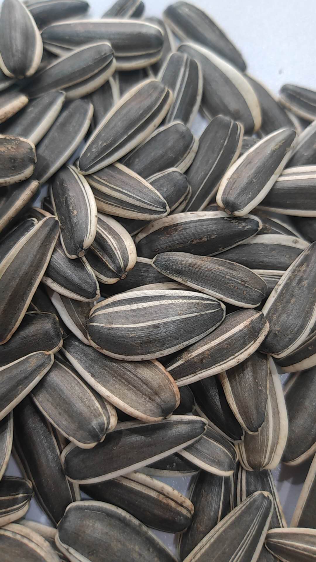 Sunflower Seeds