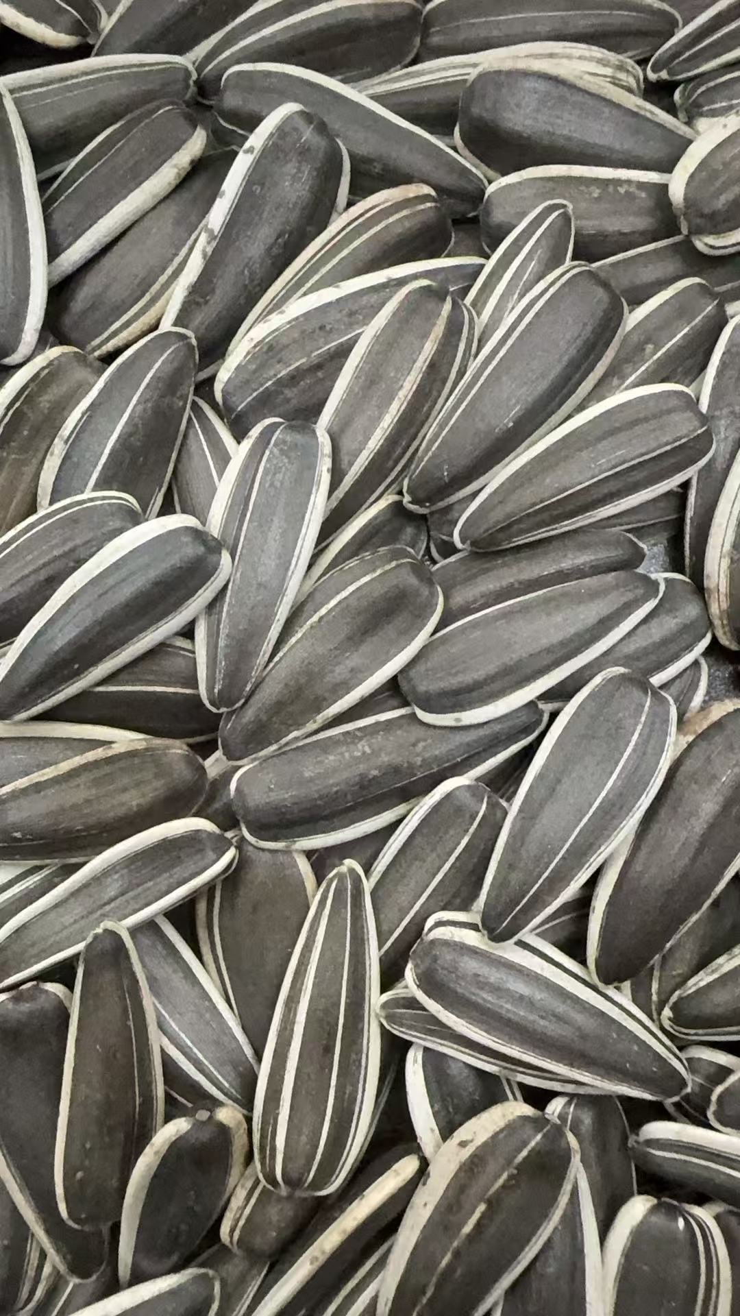 Sunflower Seed T6